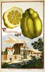 Fanciful Citrus - Johann Volkamer, c. 1708